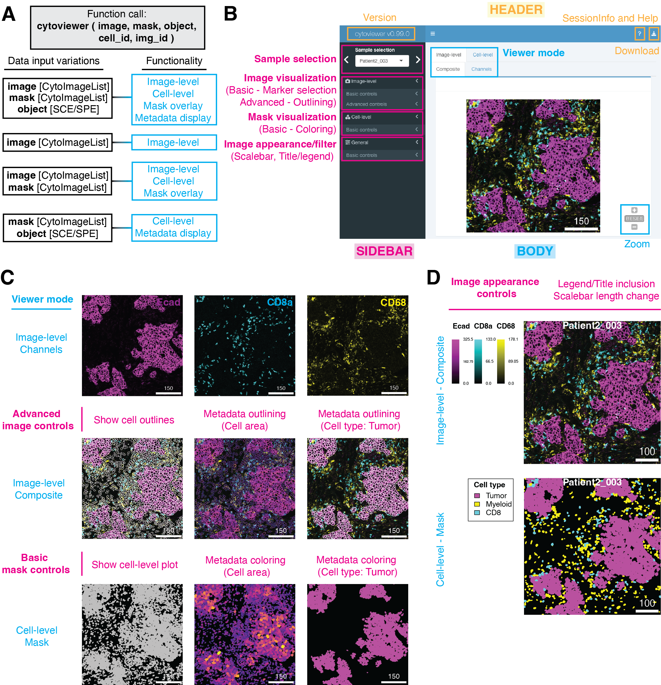 Figure 1: cytoviewer interface and functionality. (A) The supported functionality (right) of cytoviewer depends on the data inputs (left). To match information between the objects, cell (cell_id) and image (img_id) identifiers can be provided. SCE/SPE = SingleCellExperiment/SpatialExperiment. (B) The graphical user interface of cytoviewer is divided into a body, header, and sidebar. The body of cytoviewer includes the image viewer, which has three tabs: Composite (Image-level), Channels (Image-level), and Mask (Cell-level). Zooming is supported for Composite and Mask tabs. The package version, R session information, help page, and a drop-down menu for image downloads are located in the header. The sidebar menu has controls for sample selection, image visualization, mask visualization, and general settings. Scale bar: 150 µm (C) cytoviewer supports different viewing modes. Top: The “channels” tab of image-level visualization displays individual channels. Shown are Ecad (magenta), CD8a (cyan), and CD68 (yellow) marking tumor cells, CD8+ T cells, and myeloid cells, respectively. Center: The “composite” tab of image-level visualization visualizes image composites combining multiple channels. These composite images can be overlayed with cell outlines, which can be colored by cell-specific metadata. Shown here are cell outlines colored by cell area (continous value) and cell type (categorical value; tumor cells in white). Channel color settings are as follows for all markers: Contrast: 2,5; Brightness: 1; Gamma: 1.2. Bottom: The “mask” tab can be used to visualize segmentation masks that can be colored by cell-specific metadata. Shown here are segmentation masks colored by cell area (continuous) and cell type (categorical; tumor cells in magenta). Scale bars: 150 µm. (D) “Image appearance” controls can be used to add legends or titles and to change the scale bar length for image-level (top) and cell level (bottom) visualization. The cell-level mask plot depicts tumor (magenta), myeloid (yellow), and CD8+ T cells (cyan). Scale bars: 100 µm. Adapted from (Meyer, Eling, and Bodenmiller 2023)